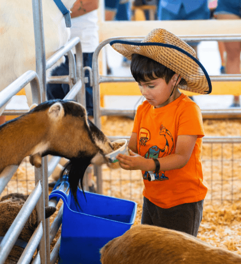 Petting Zoo - Screenshot 2025-08-12 at 11.35.48 AM